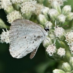 Celastrina