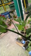 Solanum americanum