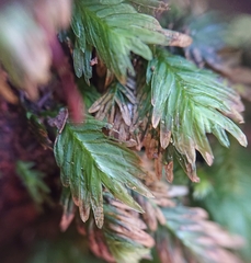 Fissidens