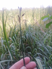 Schoenoplectus lacustris