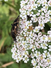 Etorofus obliteratus