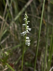 Spiranthes lacera gracilis