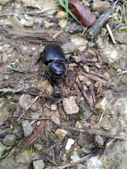 Lucanus cervus