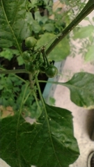 Solanum americanum