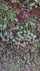 Fissidens
