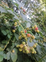 Rubus hirtus