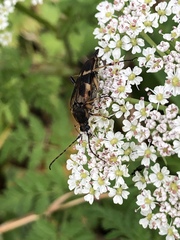 Etorofus obliteratus