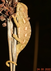 Chamaeleo chamaeleon chamaeleon