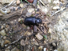 Lucanus cervus
