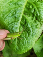 Dichromorpha viridis