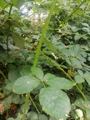Rubus hirtus