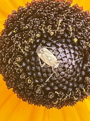 Adelphocoris lineolatus