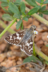 Burnsius communis