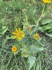 Inula helenium