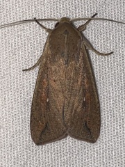 Mythimna unipuncta