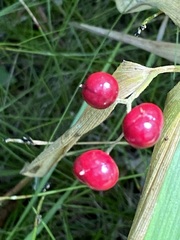 Maianthemum stellatum