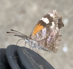 Libytheana carinenta