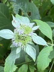 Pycnanthemum incanum