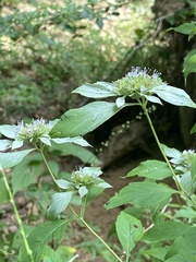 Pycnanthemum incanum