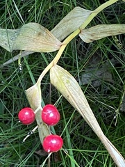 Maianthemum stellatum