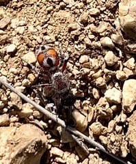 Dasymutilla saetigera