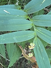 Maianthemum stellatum