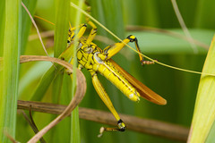 Schistocerca lineata