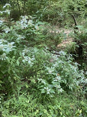 Pycnanthemum incanum