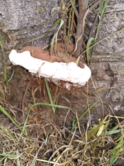 Ganoderma resinaceum