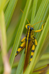 Schistocerca lineata