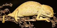 Chamaeleo chamaeleon chamaeleon