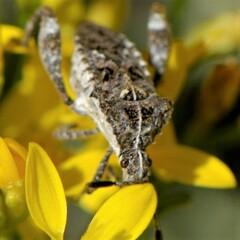 Merocoris curtatus