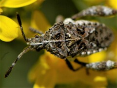 Merocoris curtatus