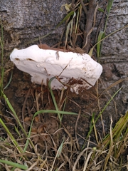 Ganoderma resinaceum