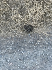 Crotalus oreganus