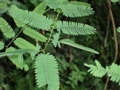 Mimosa diplotricha