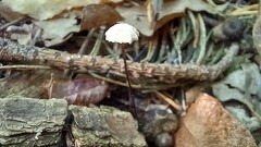 Marasmius rotula