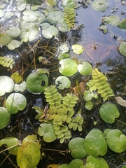 Salvinia natans