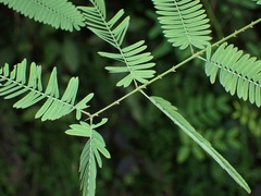 Mimosa diplotricha