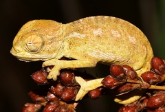 Chamaeleo chamaeleon chamaeleon