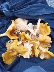 Cantharellus cibarius
