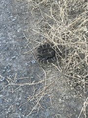 Crotalus oreganus