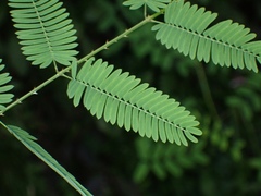 Mimosa diplotricha