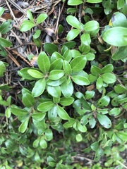Arctostaphylos uva-ursi