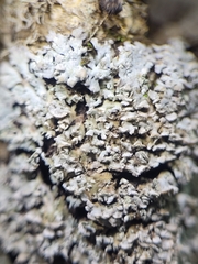 Physconia perisidiosa