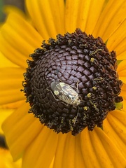 Adelphocoris lineolatus