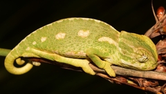 Chamaeleo chamaeleon chamaeleon