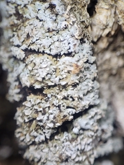 Physconia perisidiosa