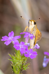 Atalopedes campestris