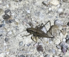 Pholidoptera griseoaptera